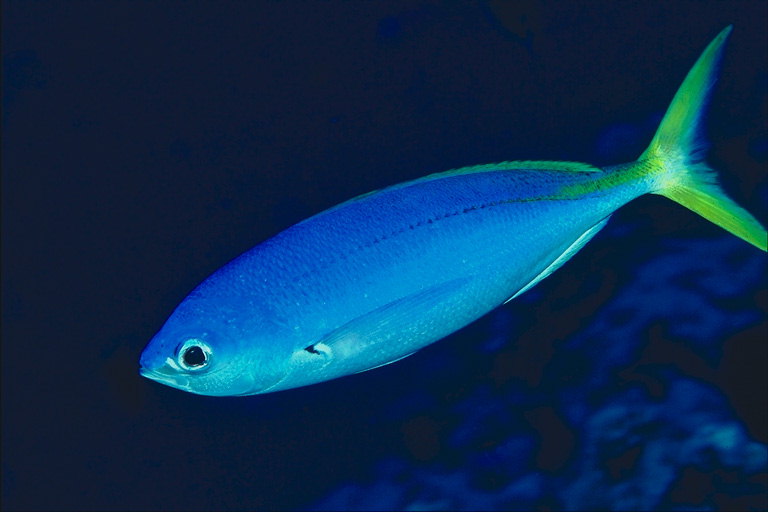 Рыбка голубого цвета с продолговатыми плавниками
