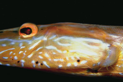 Светло-коричневая голова рыбы в белую полоску