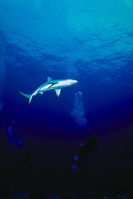 Голубая акула на глубине морской