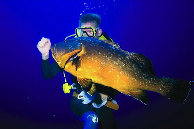 Аквалангист и гигантская рыба ярко-оранжевого цвета