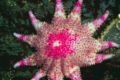 Морская звезда ярко-розового цвета