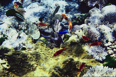 Рыбки над кораловыми рифами