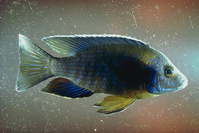 Рыба в ярко-синих пятнах