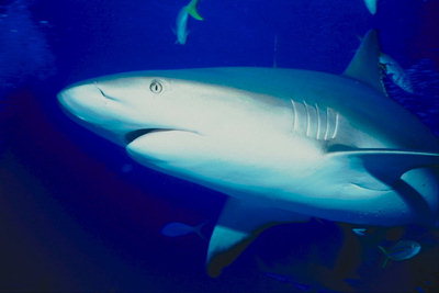 Светло-голубое тело акулы