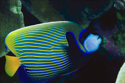 Рыба в голубую и желтую полоску