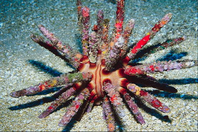 Морской обитатель с длинными разноцветными щупальцами