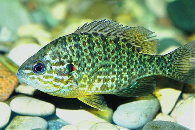 Рыбка светло-зеленого цвета с коричневыми точками над камешками