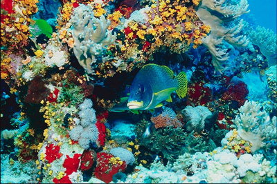 Разнообразие цвета морских глубин
