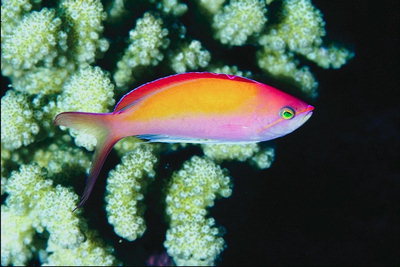 Рыба оранжево-розового цвета с зелеными глазами