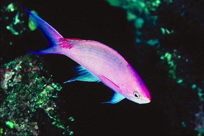 Рыба розового цвета с синими плавниками