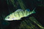 Салатовая рыба в широких зеленых полосках