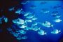 Косяк рыбок голубого цвета с серебристым блеском