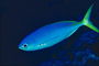 Рыбка голубого цвета с продолговатыми плавниками
