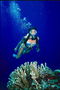 Девушка плывущая над рифами