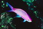 Рыба розового цвета с синими плавниками