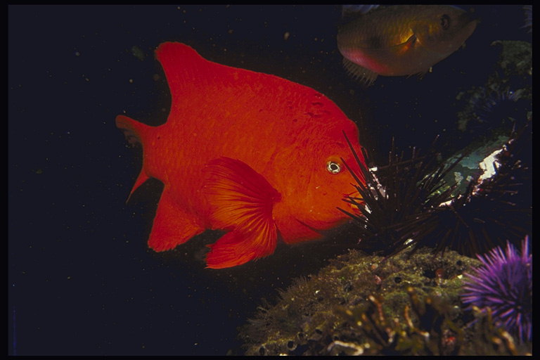 Рыба темно-красного цвета возле морских водорослей