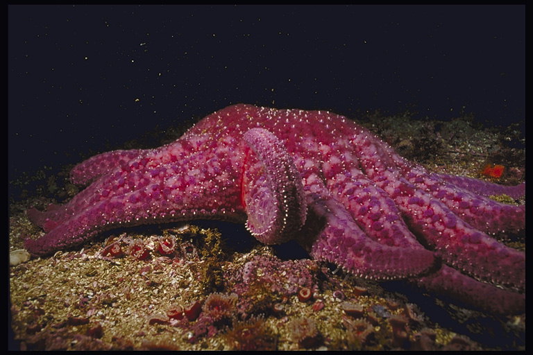 Один из видов морской звезды. Ярко-розовый тон