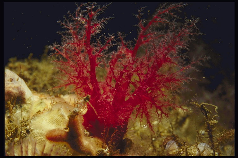 Красная ветка морских водорослей