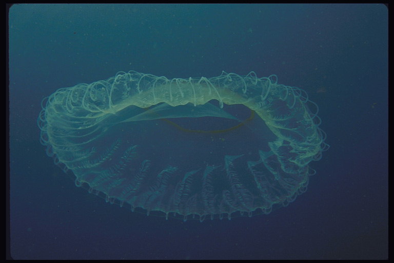 Медуза в темных водах морской глубины