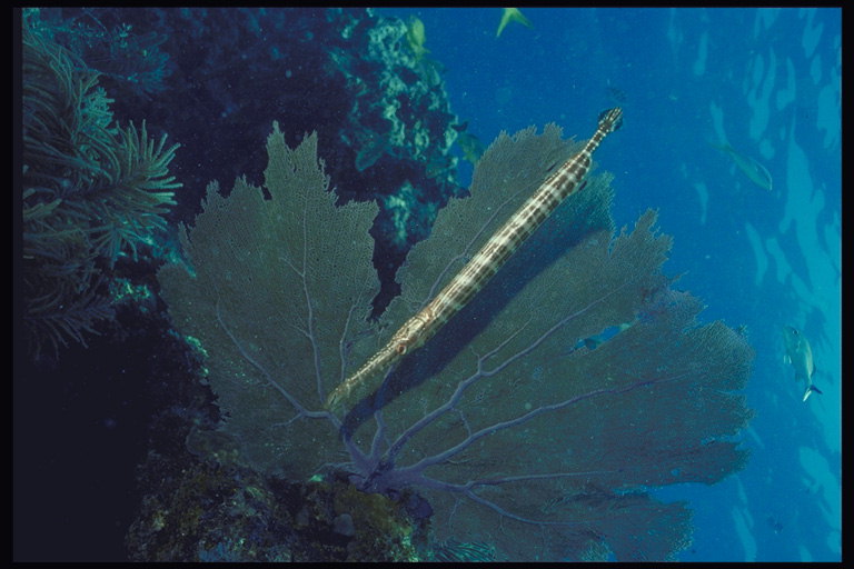 Рыба длинной и узской формы на фоне листка растение напоминающее кленовый лист