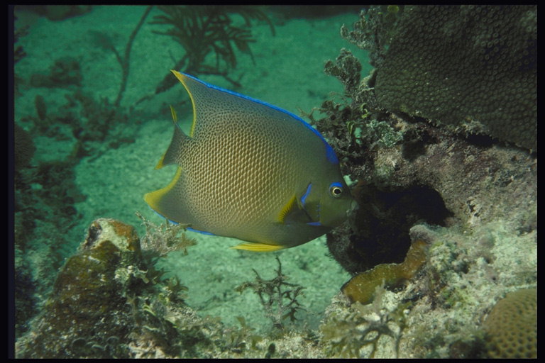 Рыба зеленого цвета с голубой и салатовой каемкой вокруг плавников у норки