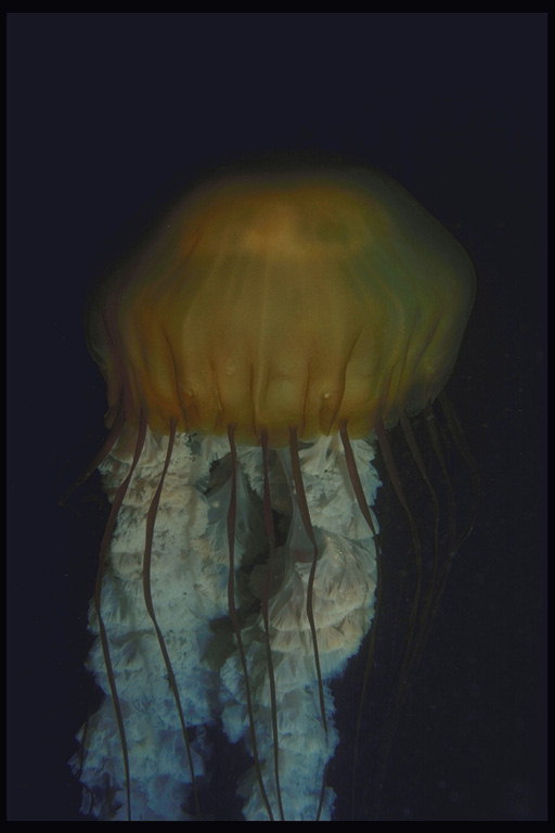 Медуза с длинными щупальйами