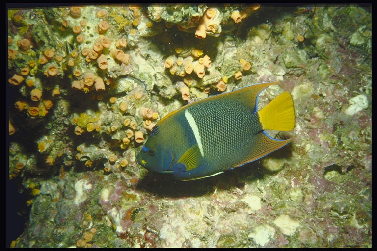 Рыба темно-зеленого цвета с желтым хвостом