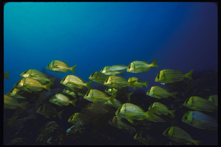 Скопление светло-салатовых рыб