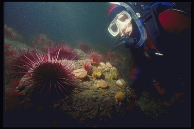Морские жители бордового цвета с острыми и длинными иголками