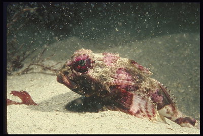 Рыба светло-бордового цвета спряталась в морском песке