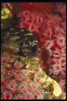 Рыба на фоне цветущих кораловых рифов