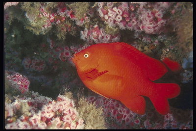 Рыба красного цвета с хвостом округлой формы