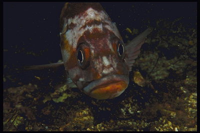 Рыба стального цвета с темно-коричневыми пятнами по телу