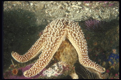 Морская звезда бежевого цвета с белыми точками