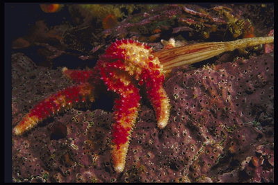 Один из видов морской звезды