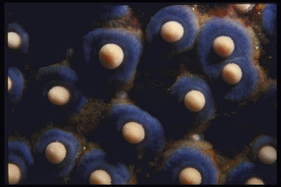 Синие пушистые цветы коралов