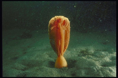 Морское животное оранжевого цвета с волнистыми краями