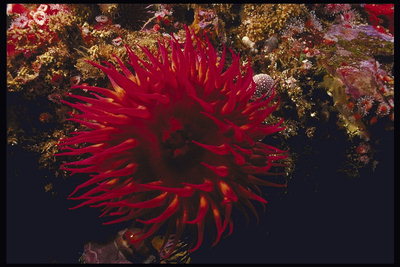 Морской цветок огненно-красного тона с длинными и тонкими лепестками
