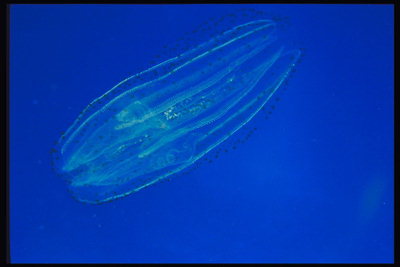 Прозрачное тело медузы