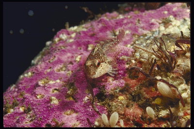 Маленькая рыбка на фоне розовых морских ростений