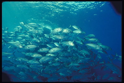 Косяк рыб с серебристым блеском среди прозрачных голубых морских вод