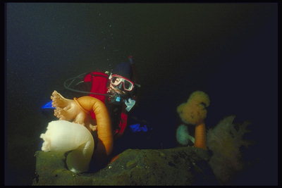 Аквалангист на фоне цветущего рифа. Мягкое тело полипов