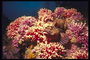 Рыба среди розовых и сиреневых кораловых полипов