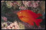 Рыба красного цвета с хвостом округлой формы