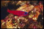 Малек рыбы красного цвета с ярко-синими полосками в области головы