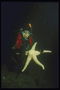 Аквалангист с огромной морской звездой бледно-бежевого цвета в руках