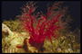 Красная ветка морских водорослей