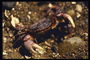 Морской краб темно-коричневого цвета со светлыми клешнями