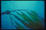 Ветка морских водорослей с длинными листками