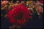 Морской цветок огненно-красного тона с длинными и тонкими лепестками